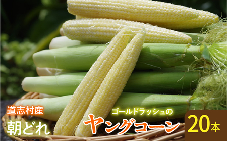 【先行予約】【2025年7月中旬～8月中旬発送】　新鮮！朝どれヤングコーン【20本入】  DSV015