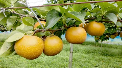 【 2024年先行予約 】 茨城県産【 旬の味覚 】シャインマスカット クイーンニーナ と ピオーネ と 旬 の梨 秋月の詰め合わせ 約4kg (茨城県共通返礼品 かすみがうら市) [DH013sa]