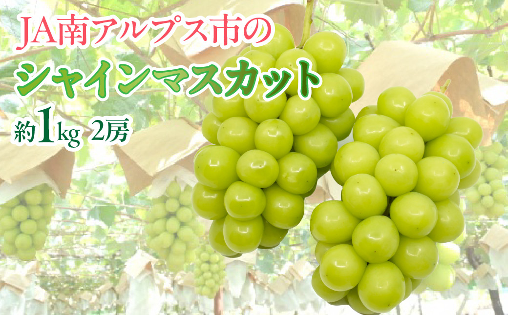 ＜2026年発送先行予約＞★TBSテレビ系列「ひるおび」で取り上げられました！★シャインマスカット 2房 約1kg (1房あたり約450g?550g×2房） ALPAA055| 山梨 山梨県 ぶどう 葡萄 ブドウ マスカット フルーツ くだもの 果物 高級 新鮮 産地直送 贈答 ギフト 2026年