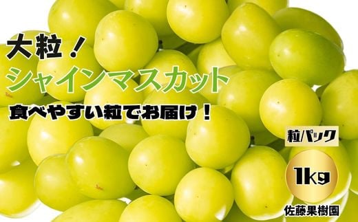 [No.5657-4032]シャインマスカット 粒 約1kg (約500g×2パック) 《佐藤果樹園》■2025年発送■※9月上旬頃～11月上旬頃まで順次発送予定