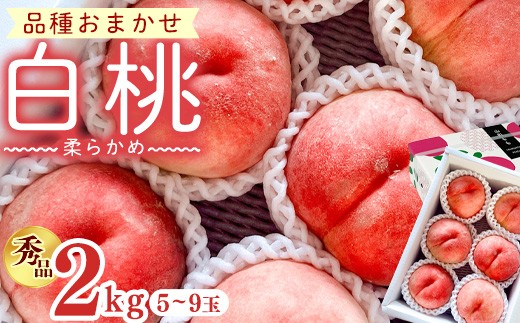 
                  【先行予約】令和8年産 白桃 柔らかめの桃 秀品 2kg ( 5玉 - 9玉 ) 品種おまかせ 山形県産【2026年8月上旬頃から下旬頃発送予定】※配送不可 沖縄・離島　 012-B-OR007
                
