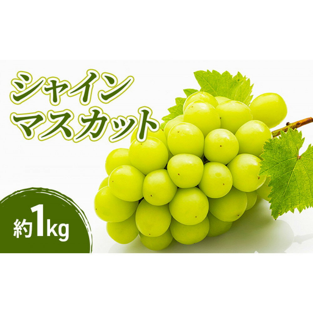 【ふるさと納税】小松農園　2026年産先行予約シャインマスカット 1kg 果物 フルーツ マスカット 長野県 | シャインマスカット ぶどう フルーツ 果物 国産 人気 おすすめ ギフト プレゼント 送料無料 長野県 長野市 信州 信濃 ふるさと納税