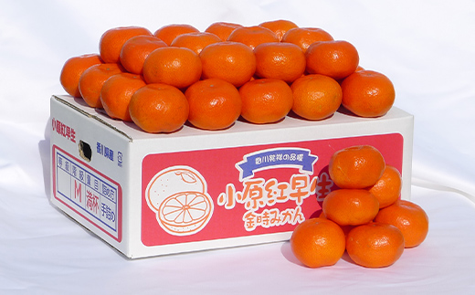 
                  【選べる容量】香川県のオリジナル品種 小原紅早生みかん約5kg 1箱、2箱 FAH-0137var
                