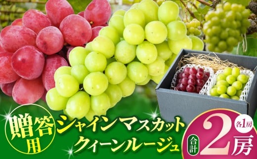 【先行受付：9月発送】贈答用　シャインマスカット・クイーンルージュ　各１房（1.2キロ以上） │ シャインマスカット クイーンルージュ®  先行受付 ぶどう ブドウ 葡萄 ギフト フルーツ 果物 ふるさと納税 長野県 信州 松本市