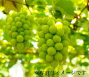 【ふるさと納税】シャインマスカット 約1.2kg ／ フルーツ 果物 数量限定 皮ごと 奈良県 御所市