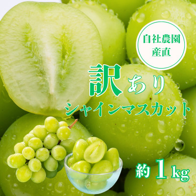 
            ＜2025年先行受付＞＜訳あり＞シャインマスカット 約1kg 山梨県産 自社農園直送!完熟収穫!【1580889】
          