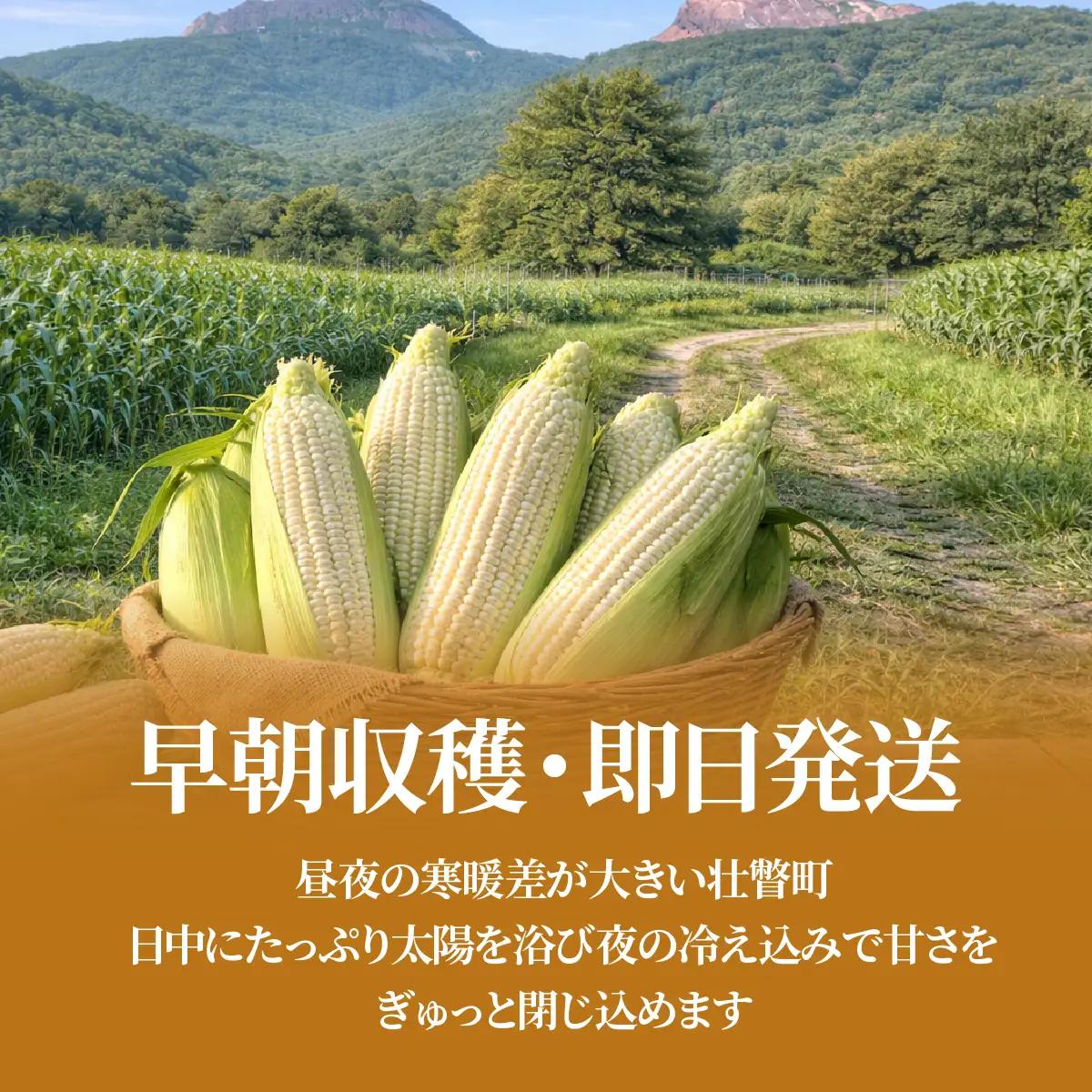 ＜2026年8月中旬頃よりお届け＞【訳あり】【朝採り】ピュアホワイト（ホワイトコーン）Lサイズ以上12本(約5kg)   SBTQ016