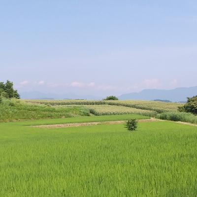 ふるさと納税 東御市 令和7年産 新米!有機肥料使用のコシヒカリ 玄米 10kg(5kg×2袋)一等米 |  | 01