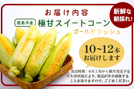 予約受付【限定30セット】スイートコーン（ゴールドラッシュ）10～12本入 とうもろこし トウモロコシ 野菜 B-319 佐賀 鹿島