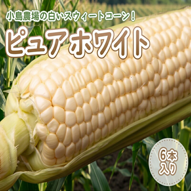 【ふるさと納税】 【先行予約】 スウィートコーン！ ピュアホワイト6本 26年7月上旬より発送 人気 おすすめ ランキング とうもろこし スイートコーン とうきび 白いとうもろこし 北海道 美幌町