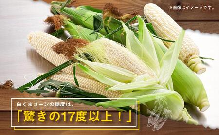 【先行予約】あさひやま動物園しろくまコーン約4kg(ホワイトレディ10本)2024年8月下旬～発送開始予定 【 とうもろこし 北海道 糖度 野菜 】