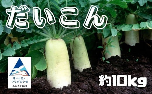 だいこん 10kg 大根 野菜 | 石川県 小松市 JAあぐり