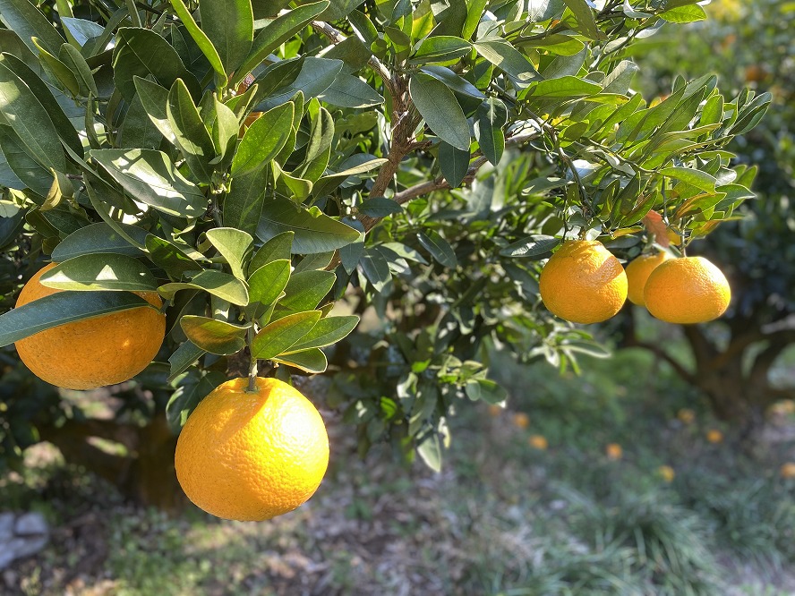 【自然栽培】宮内伊予柑 皮ごとストレート 300ml 6本 ジュース 果汁100％ 愛媛県産