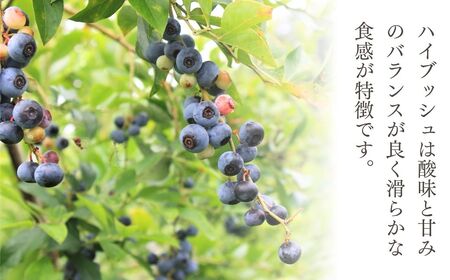冷凍 ブルーベリー ハイブッシュ 1kg | 冷凍 ブルーベリー 栃木県 茂木町