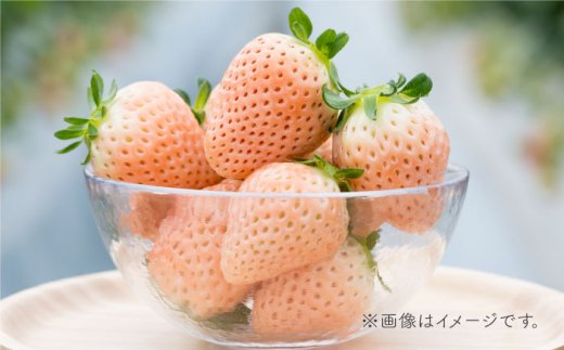 【R8年1月以降発送】【先行予約】【全5回定期便】いちご5品種食べ比べ白いちごなど希少品種も！【岸川農園】/イチゴ 苺 ストロベリー [IAP010]