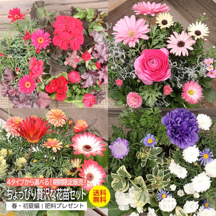 
                  【選べるセット】4タイプから選べる！贅沢な花苗セット【花苗 花苗セット 花 季節の花 花セット ガーデニング 家庭菜園 園芸 初夏 夏 花壇 庭 鉢 玄関 プランター 寄せ植え おうち時間 趣味 ベランダ 土っ子倶楽部 プレゼント ギフト 】
                