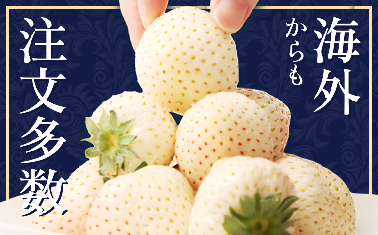 【2027年１月以降発送！】【北海道産】ゆきいちご（白いちご）2Pセット 250g×2 計500g【59001】