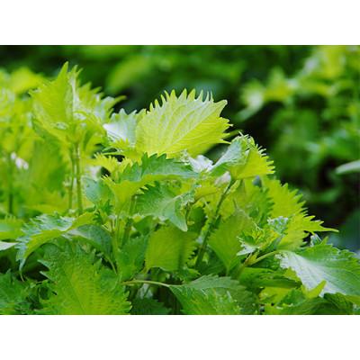 ふるさと納税 行方市 茨城県産銘柄豚ローズポーク使用　しそたっぷり「肉餃子」2袋セット |  | 02