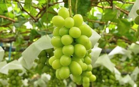 シャインマスカット 約2kg 3～5房 ［小布施屋］ フルーツ 果物 くだもの ぶどう 葡萄 ブドウ 数量限定 クール便配送 長野県産 産地直送 先行予約 送料無料 2025 2025年発送 令和7年