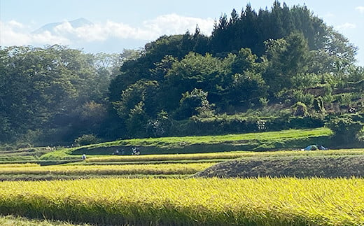 間もなく稲刈り開始です。