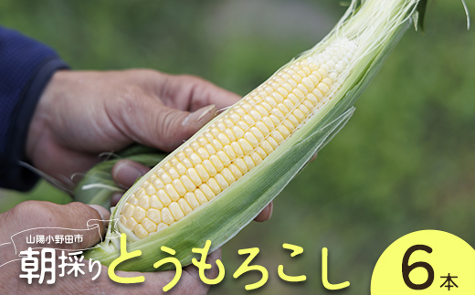 朝採りとうもろこし 6本セット とうきび トウキビ トウモロコシ コーン 野菜 食品 F6L-1412