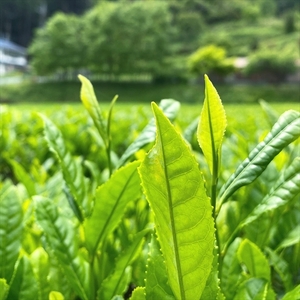 丹波 有機栽培 天日干し赤ちゃん番茶 バラ詰め 200g×3袋 〈丹波市産〉 番茶 お茶