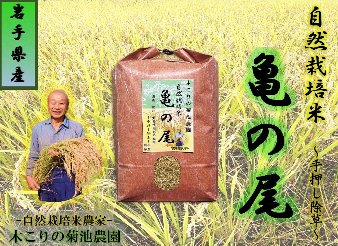 
            【数量限定】木こりの菊池農園 自然栽培米【亀の尾】(白米・玄米) 10㎏　新米 米 希少 ご飯 ごはん おにぎり お米 炊きたて 岩手県 北上市 J0030
          