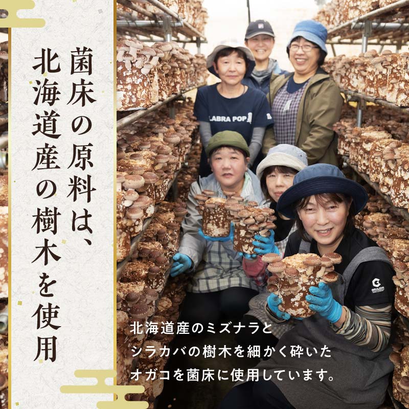 【2026年2月発送】 生しいたけ【形が悪いなどの訳あり品】1.6kg（200g×8袋） F4G-0318