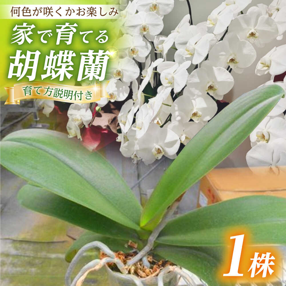 【ふるさと納税】【家で育てる胡蝶蘭！】胡蝶蘭 苗1株【足柄金太郎洋蘭園】花 蘭 コチョウラン 産地直送 生花 洋蘭 お花 生花 苗 花苗 [BDAB001]