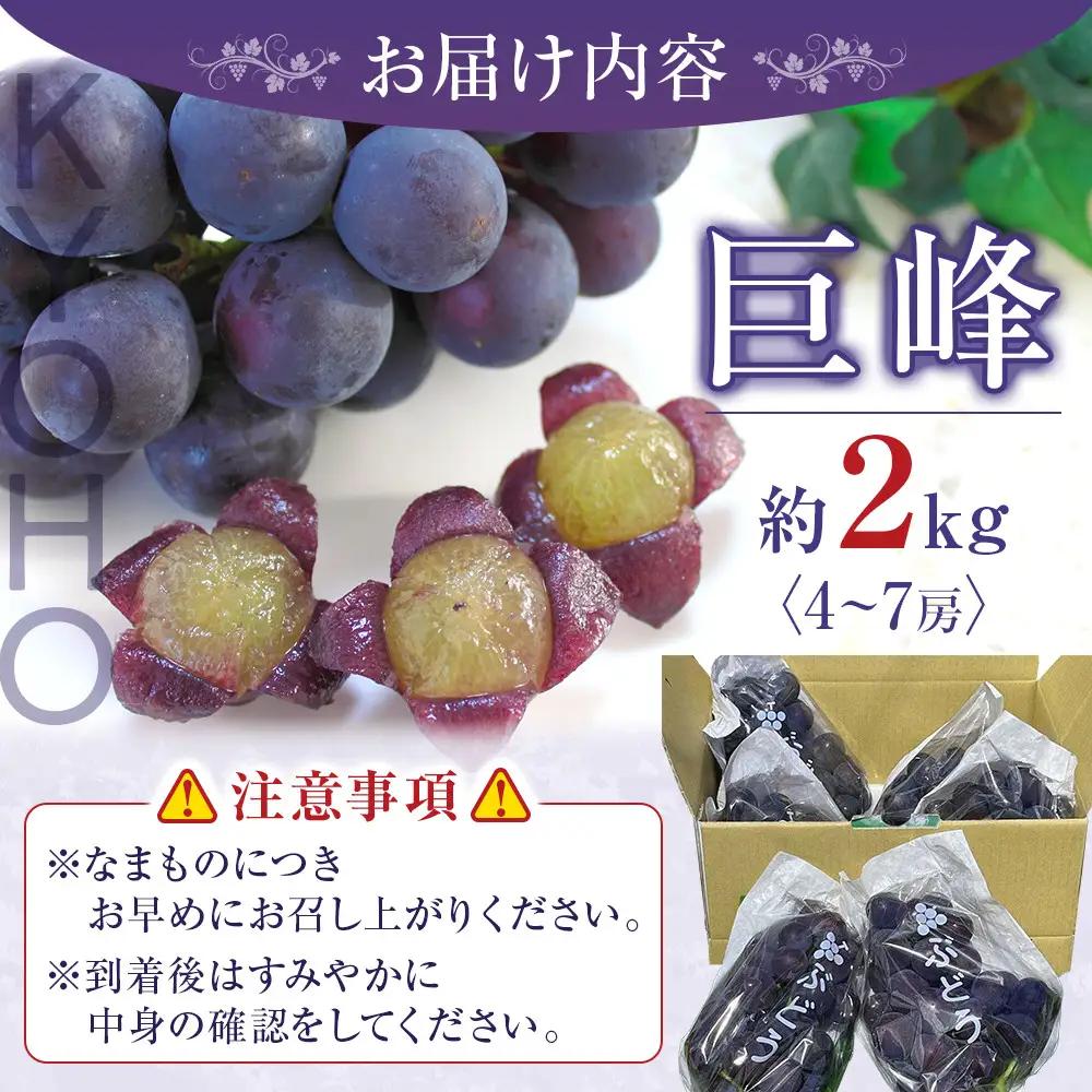 巨峰 約2kg 4〜7房 巨峰 ［2026年8月下旬以降発送］先行予約 和歌山 有田産