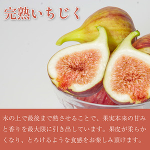 朝採れ 完熟 いちじく 1.6kg (400g×4パック） いちじく