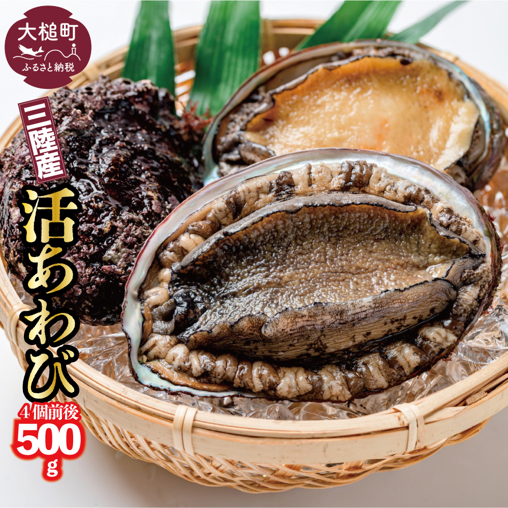 【期間限定11月～12月発送】活アワビ 約500g(4個前後)【05】三陸 岩手県 大槌町 あわび 人気 鮑 いわて iwate 2026