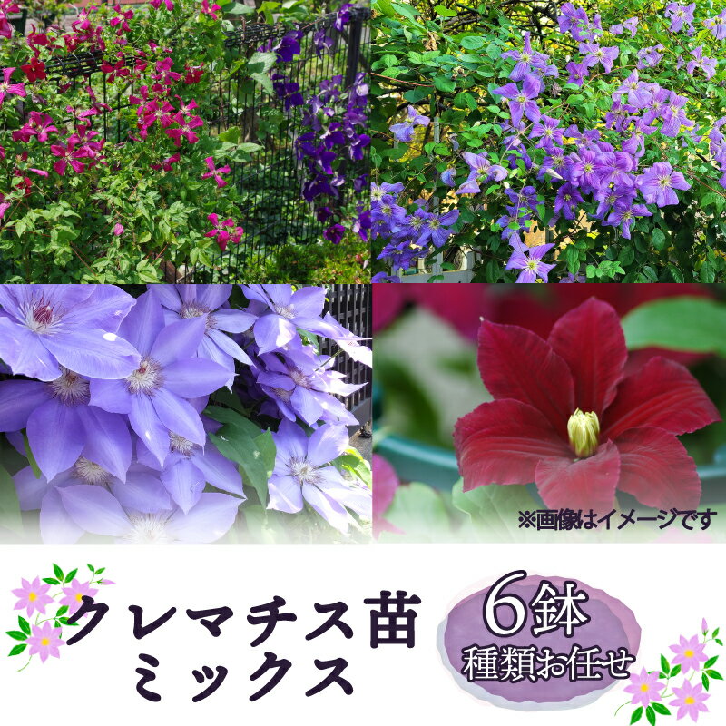 【ふるさと納税】 クレマチス 苗 6鉢 セット ミックス 種類 おまかせ 花 お花 花苗 鉢花 鉢植え 園芸 ガーデニング 富士山 静岡県 長泉町