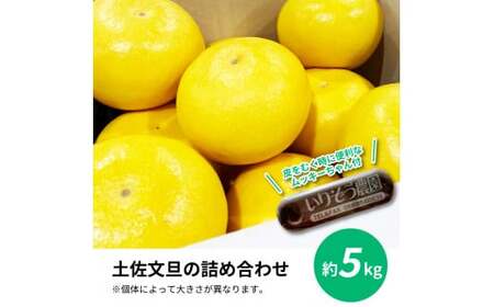 先行予約 土佐の柑橘 土佐文旦 5kg 詰め合わせ （皮むき機）付き 文旦 5キロ ぶんたん 柑橘 高知県 高知 返礼品 故郷納税 16000円 果物 くだもの フルーツ お取り寄せ 美味しい おいし