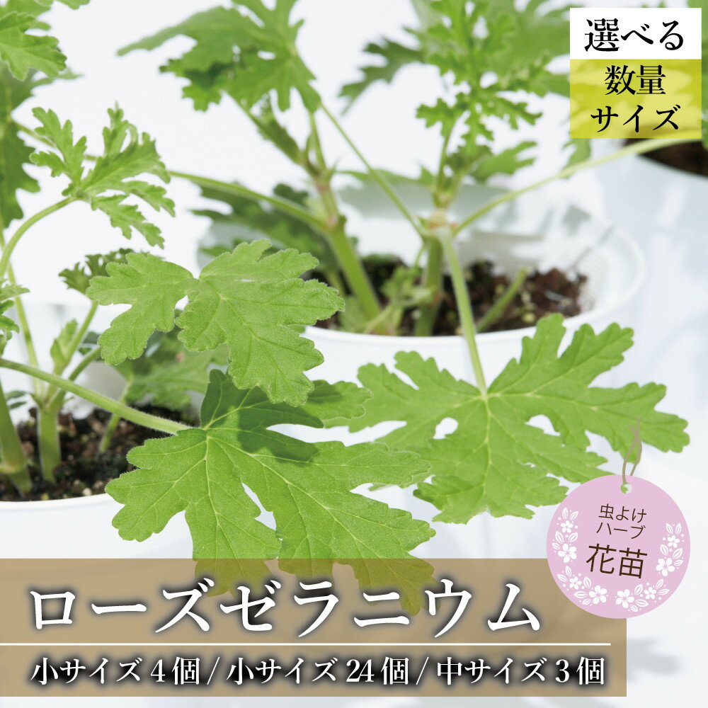 【ふるさと納税】虫よけ効果 ローズゼラニウム 選べるサイズとセット数 | 虫除け 蚊よけ ハーブゼラニウム ポット ポリポット入り ハーブ ゼラニューム 苗 ゼラニウム 福岡県 大川市 ふるさと納税