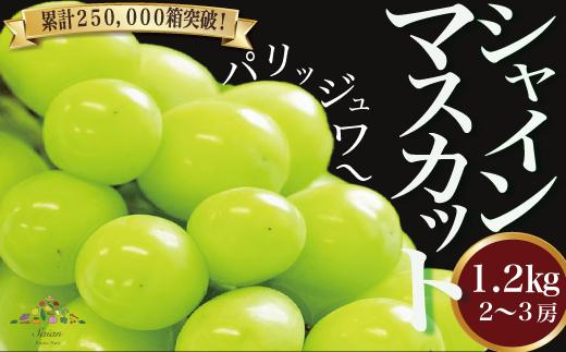 【先行予約】2024年発送分 シャインマスカット 約1.1～1.2kg（2～3房） フルーツ 山梨県産 果物 ぶどう ブドウ 大粒 種なし 産地直送 富士川町