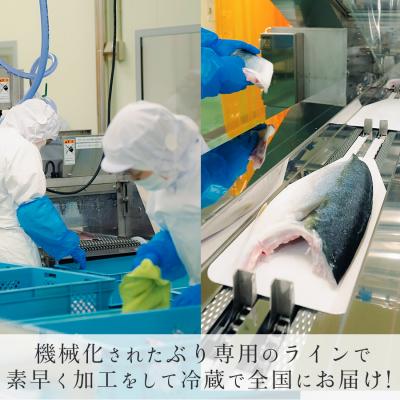 ふるさと納税 大月町 【国産】養殖ぶり 2柵セット ロイン 新鮮 ブリ 鰤 刺身 産地直送 冷蔵 寿司 ぶりしゃぶ |  | 02