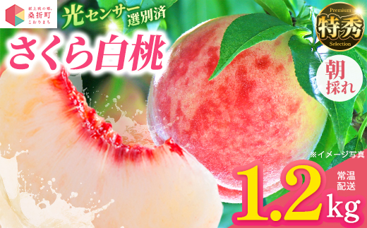 
                  もも【さくら白桃・2026年産】特秀1.2kg　桑折町産　JAふくしま未来　桃 ／ もも モモ 果物 白桃 さくら白桃 桃 フルーツ 旬の果物 特秀品 高品質 果汁たっぷり やわらかい 甘い果物 夏ギフト お取り寄せフルーツ 家庭用 贈答用 季節限定 新鮮フルーツ 福島県 特産品 【07301-0229】
                