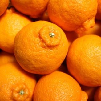 【お味濃厚】紀州有田産の大玉デコポン約5kg(12玉～18玉入り)(上富田町)