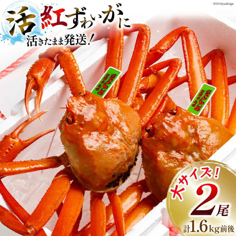 【ふるさと納税】 【能登半島 漁協直送】 活 紅ズワイガニ 2尾（大サイズ）（計1.6kg前後） [JF西海 石川県 志賀町 AM4220] 蟹 カニ かに ズワイガニ ずわいがに