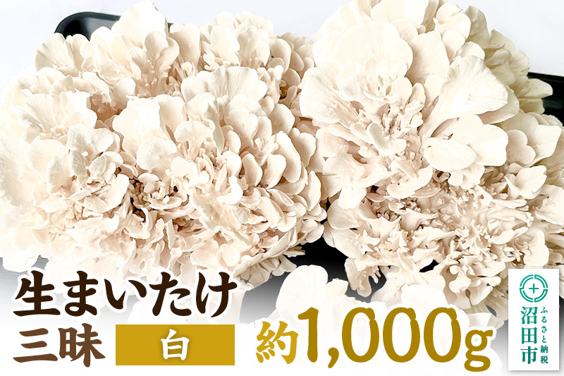 
            生まいたけ三昧（白）約1000g おいがみ舞茸園
          