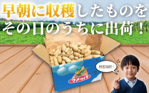 ピーナッツ 落花生 1.5kg 先行予約 【2025年9月以降発送】 らっかせい 生落花生 おおまさり ゆで落花生 用 塩茹で 塩ゆで 大粒 ナッツ 豆 まめ マメ 採れたて とれたて 新鮮 旬 甘い