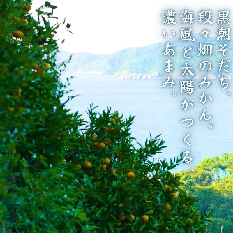 特選 ゆら早生 二級品 5kg / 和歌山 有田 広川 ゆら早生 早生みかん 柑橘 果物 くだもの ギフト フルーツ 果実 ※2026年10月下旬～11月中旬頃に順次発送予定【hkt003-c-5】