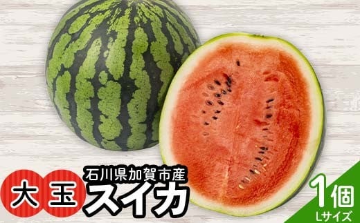 浜井さんの甘い！大玉スイカ 石川県加賀市産 1個 スイカ 西瓜 デザート フルーツ 果物 F6P-3172