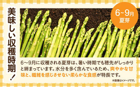 【先行受付】ご家庭用アスパラガス「さぬきのめざめ」(セミロング)夏芽 サイズ混合 約1kg | 野菜 アスパラ アスパラガス さぬきのめざめ 家庭用 夏 冷蔵 新鮮 香川県 三木町 セミロング おすす