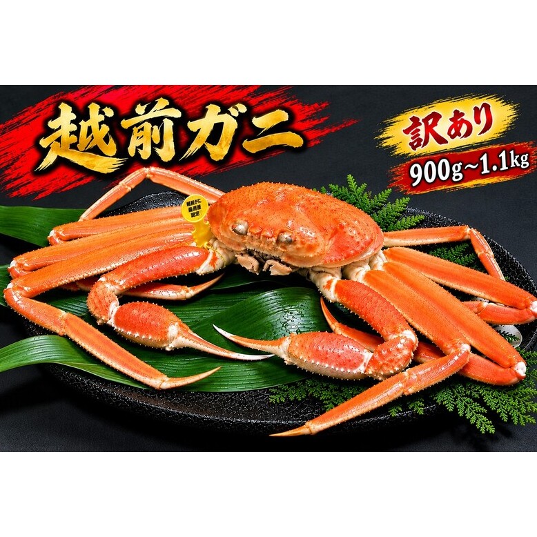 【12月出荷】越前ガニ 訳あり 1本足折れ 900g～1.1kg