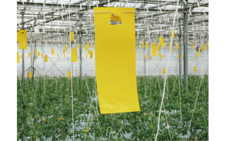 家庭菜園やビニールハウス栽培の必需品！害虫捕虫用粘着シート『NEW虫バンバン』20枚セット｜害虫対策 駆除 シート 強力 速効性 虫よけ 侵入※着日指定不可