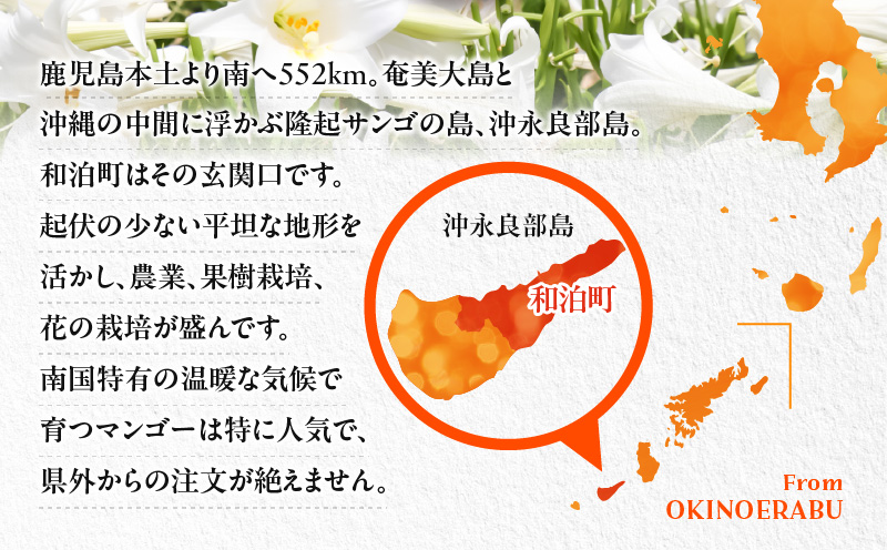 ■【先行予約】伊村農園こだわり栽培！完熟アップルマンゴー2kg（4～5玉）【7月中旬～8月上旬】　W026-002u