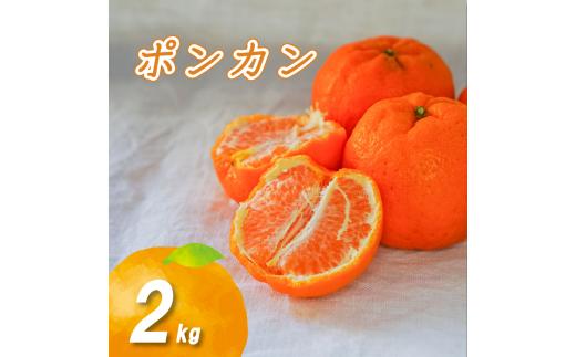 【2月中旬より発送】低農薬栽培ポンカン 2kg | 数量選択可 ぽんかん ポンカン みかん ミカン 蜜柑 柑橘 数量限定 愛媛県産 松山市 中島 低農薬 愛媛県 