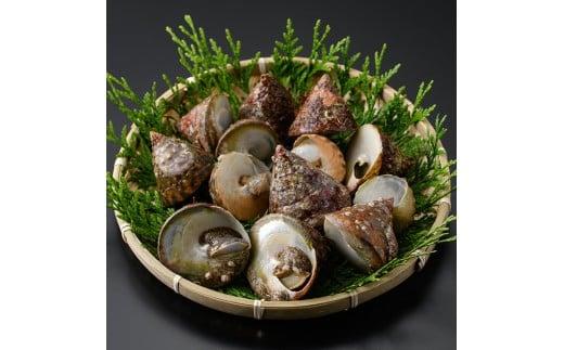 陣笠にな (約1kg) 魚介 貝 にな ニナ 海鮮 バーベキュー 【opba012】【海べ】